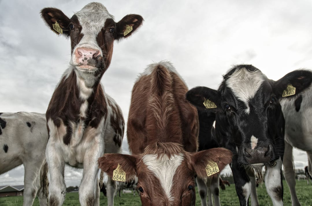 20191027 Cows
