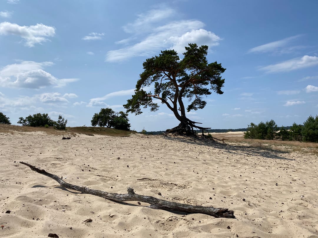 Boom in Beekhuizerzand
