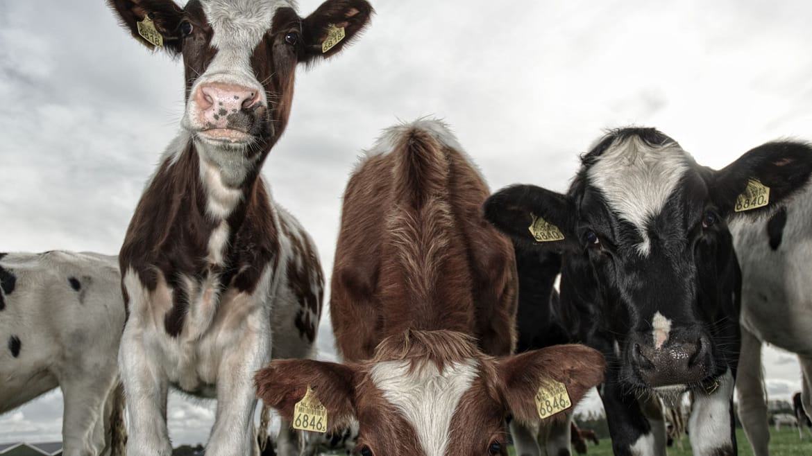 20191027 Cows