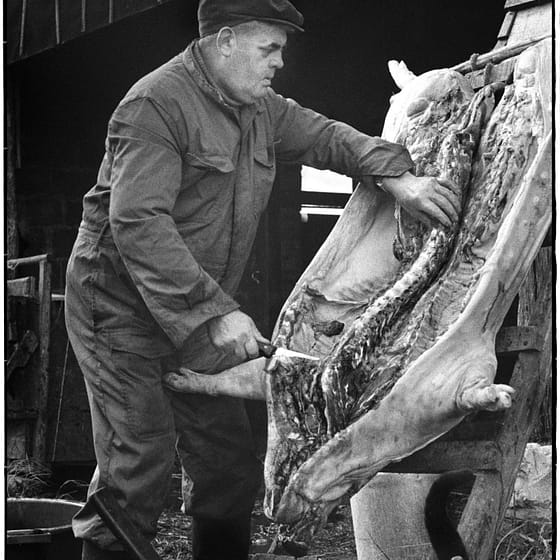Varken slacht, fotograaf Joop van Doorn